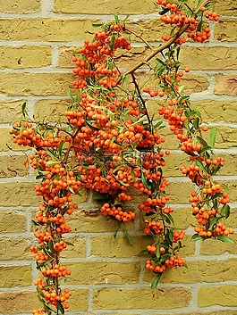 花,开花,墙
