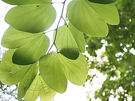 杜鹃,叶子,逆光