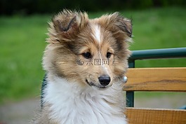 设得兰群岛牧羊犬,头脸,看看