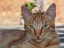 猫,户外,无家可归