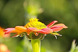 花,植物园,红色