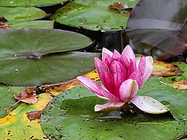 花,水,湖