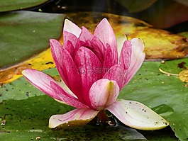 花,水,湖