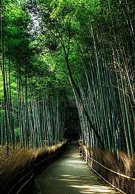 京都,日本,自然