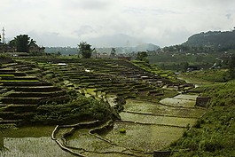 地形,水稻,稻田