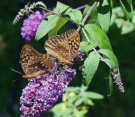 贝母蝴蝶,蝴蝶,自然