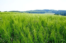 景观,夏季,景观夏季
