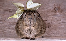 豚鼠,光滑的头发,lemonagouti