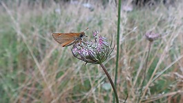 蝴蝶,昆虫,野生胡萝卜