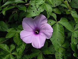 ipomoea,morning glory,牽牛花