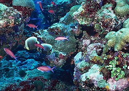 海洋,海底,海底世界
