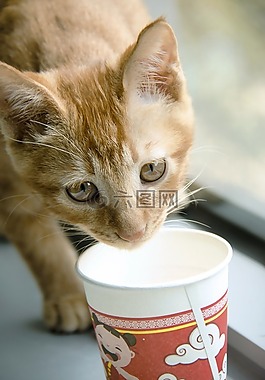 猫,喝水,眼神