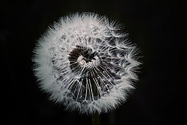 蒲公英,花,厂