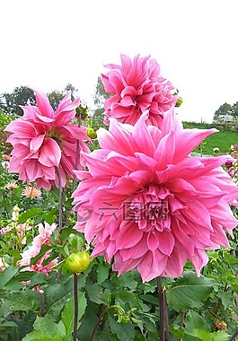 大丽花花园,开花,园林植物