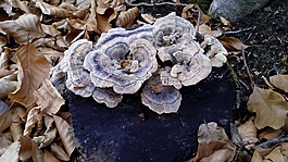 蘑菇,大自然,野生蘑菇