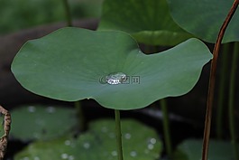 莲花,蓝光,泰国