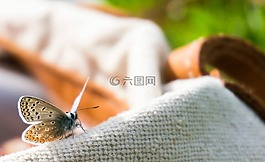 蝴蝶,袋,更多