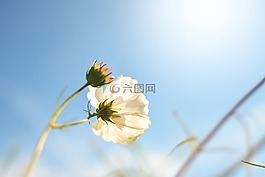 春天,春天的花朵,鲜花