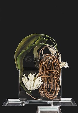 插花,花卉,装饰