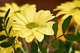 strauchmageriten,黄色,黄色花