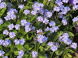 蜜蜂,不要忘了我,开花