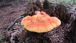 菌,多孔菌,sírovec