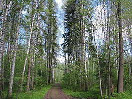 春天,森林,蓝色的天空