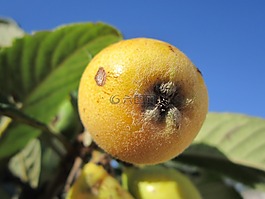 枸杞子,关闭,水果