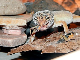 爬行动物,饲养站,蜥蜴