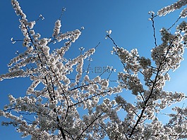kisrchblüten,鲜花,盛开