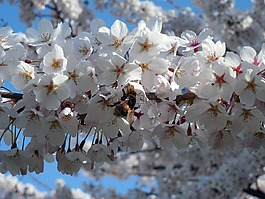 赫梅尔,昆虫,kisrchblüten