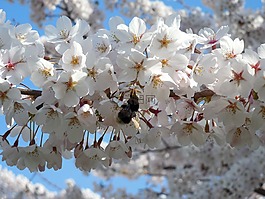 赫梅尔,昆虫,kisrchblüten