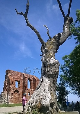 树,trzęsacz,废墟