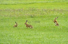 野兔,兔,野生野兔