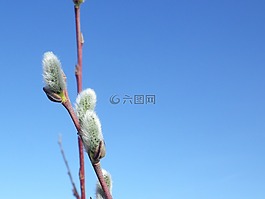 猫柳,自然,柳