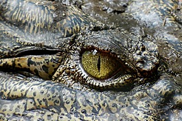 鳄鱼,眼睛,动物