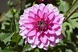 花,natura,性质
