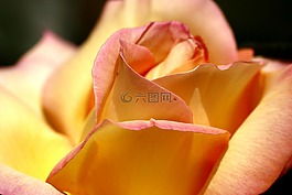 玫瑰,干净,花卉