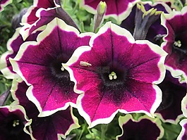 紫,花,漏斗