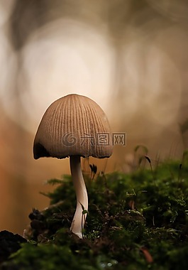 云母腿蘑,森林蘑菇,鸡腿 micaceus