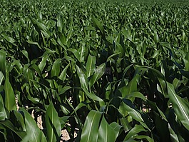 麦田,玉米种植,农业