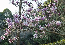 禅宗,禅宗花园,日本禅宗的花园