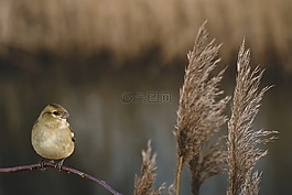 赶,鸟,小王