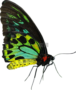 蝴蝶,绿色,黄色