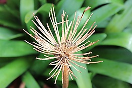 干,花,区域