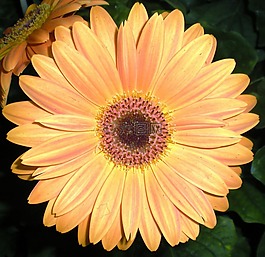 花,美容,性质