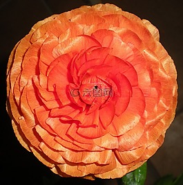 花,美容,性质