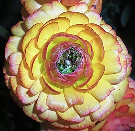 花瓣,花,美容