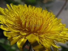 蒲公英,黄花,野草