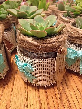 多汁,青睐,diy